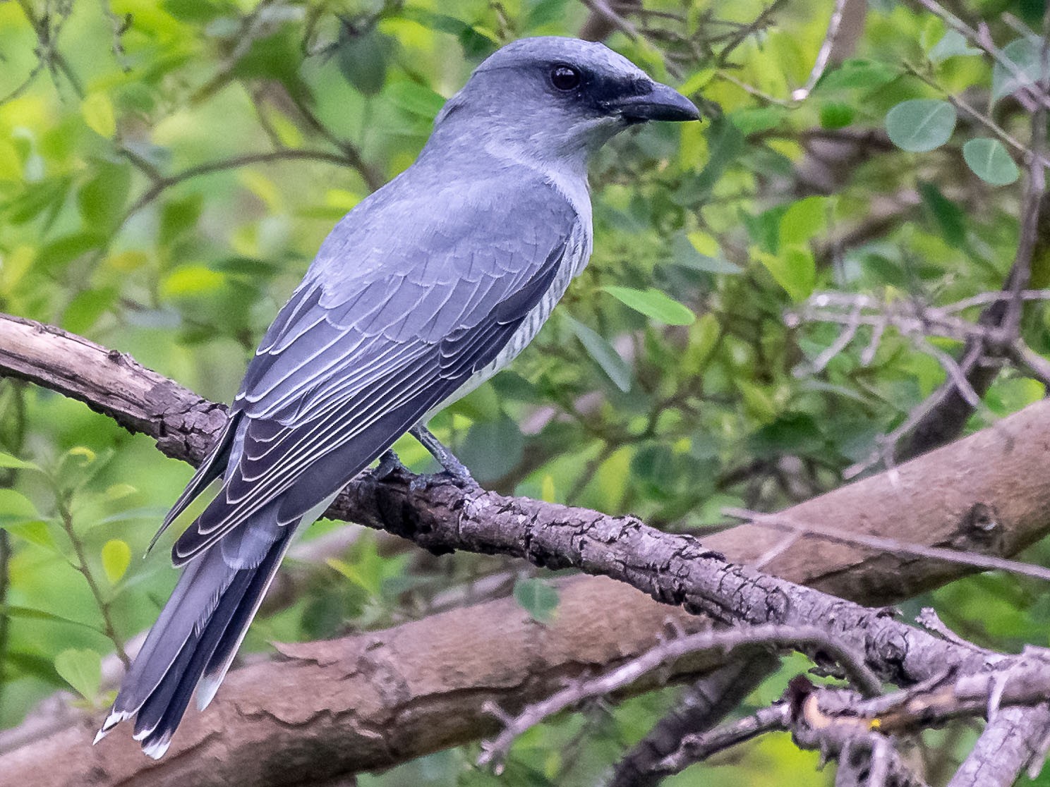 Large Cuckooshrike - Balaji P B