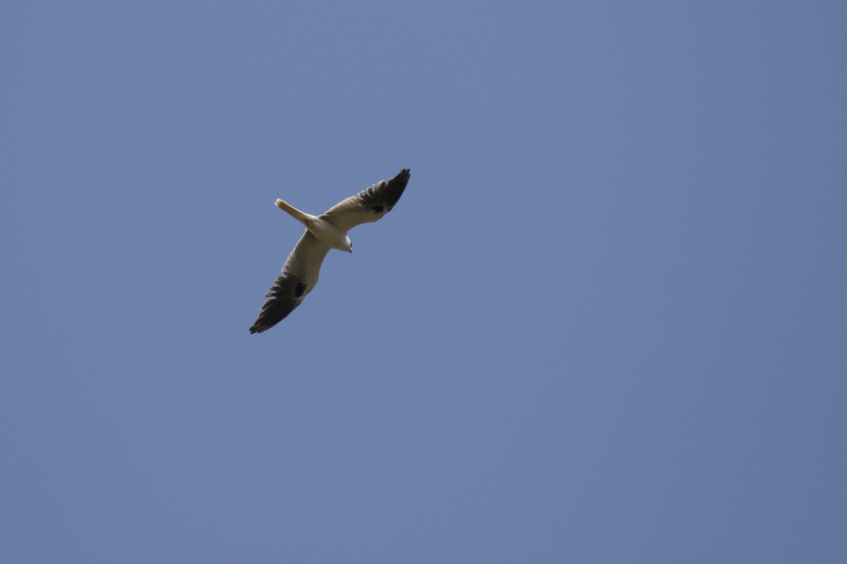 White-tailed Kite - Cameron Eckert