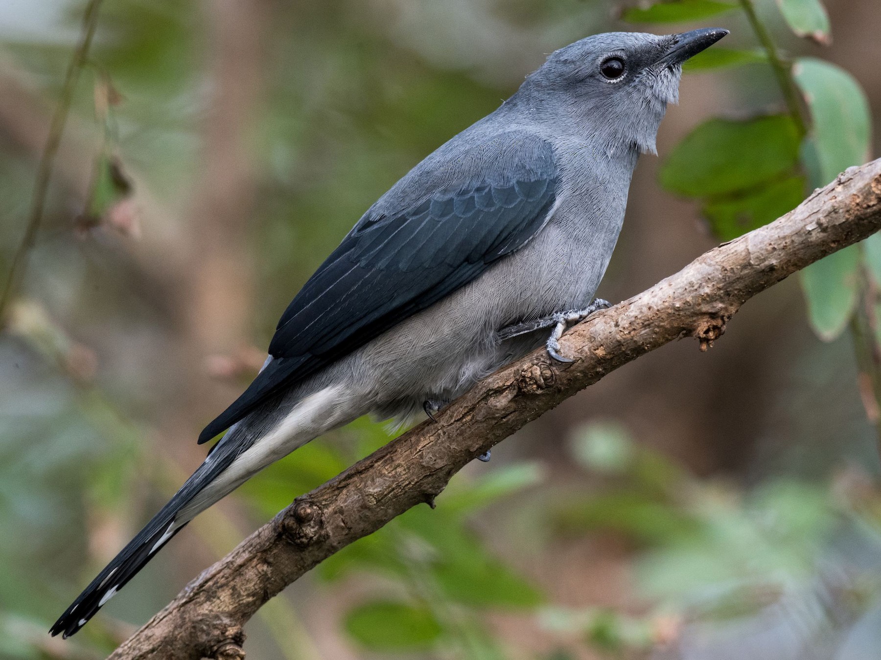 Black-winged Cuckooshrike - Kai Pflug