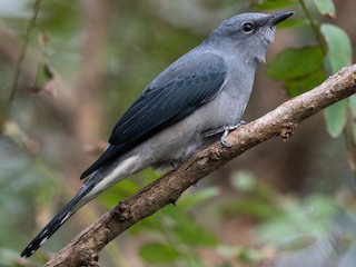  - Black-winged Cuckooshrike