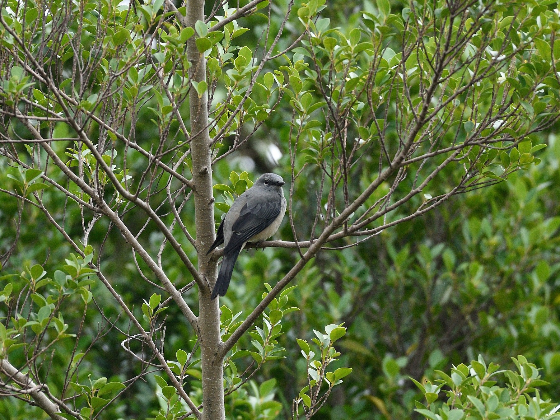 Black-winged Cuckooshrike - Lee-Lien WANG