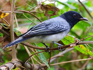  - Black-headed Cuckooshrike