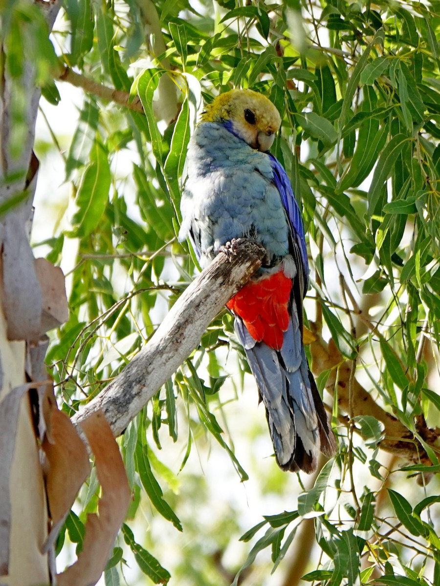 Pale-headed Rosella - Len and Chris Ezzy