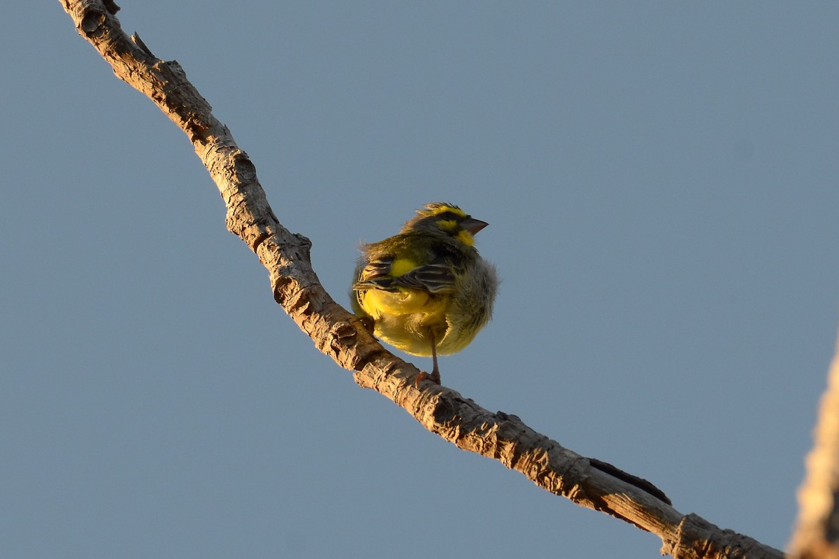 Yellow-fronted Canary - Bart Wickel
