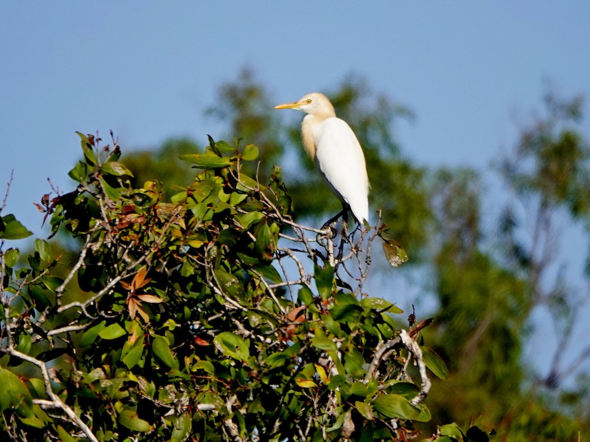 Eastern Cattle Egret - Len and Chris Ezzy