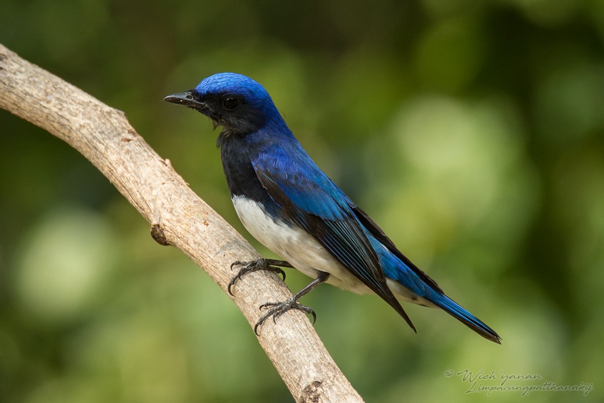Blue-and-white Flycatcher - ML147705671