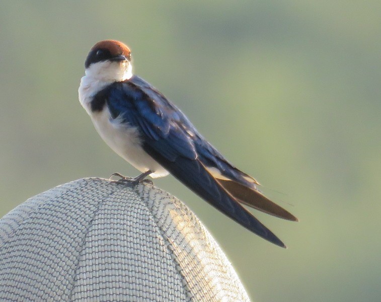Wire-tailed Swallow - George and Teresa Baker