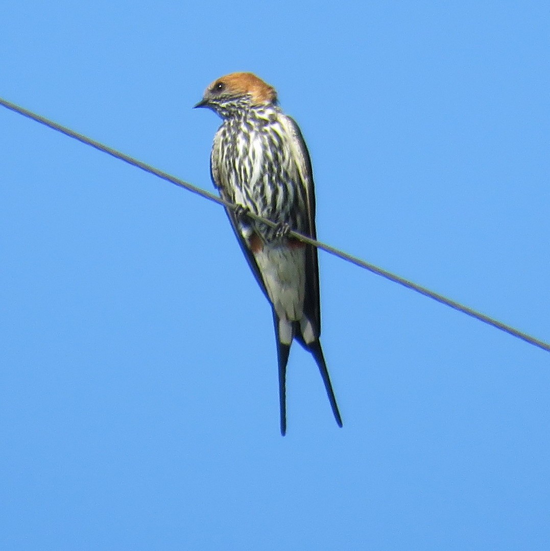 Lesser Striped Swallow - George and Teresa Baker