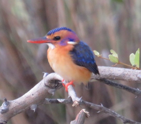 African Pygmy Kingfisher - George and Teresa Baker