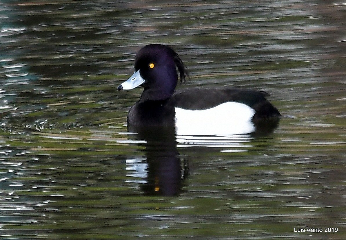 Tufted Duck - ML147714101