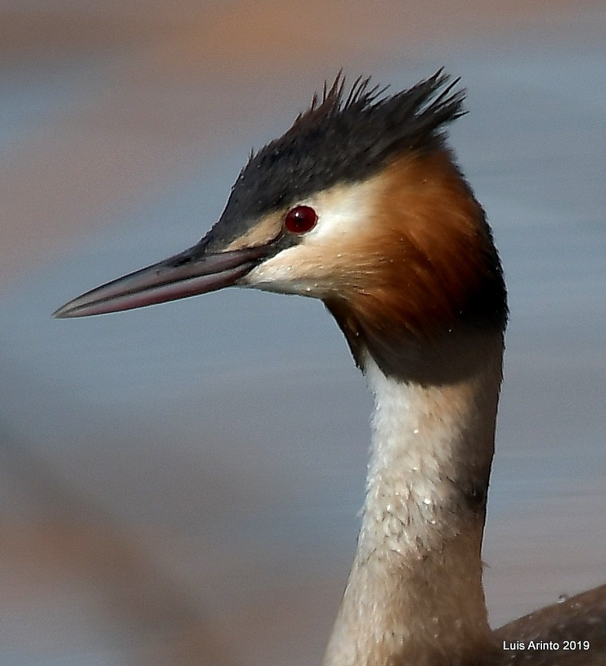 Great Crested Grebe - ML147714181
