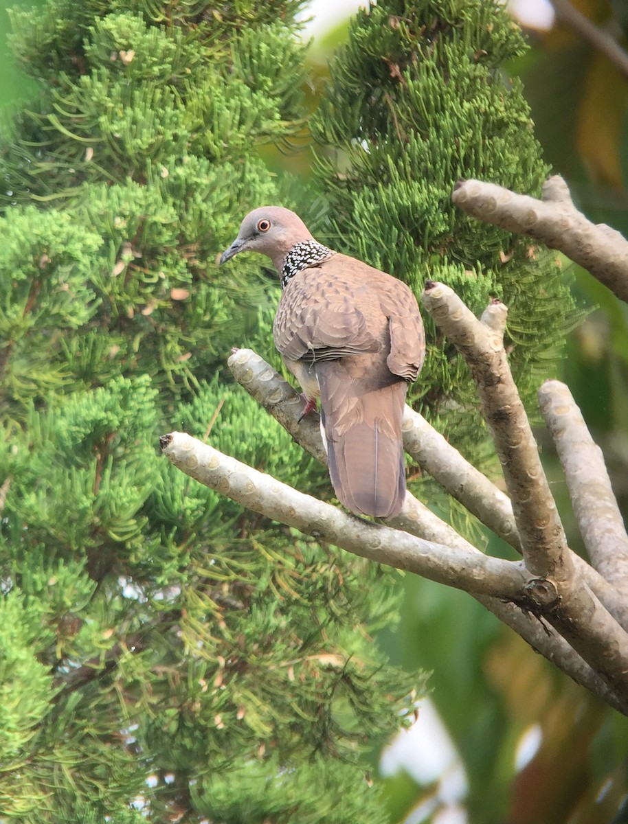 Spotted Dove (Eastern) - ML147716141