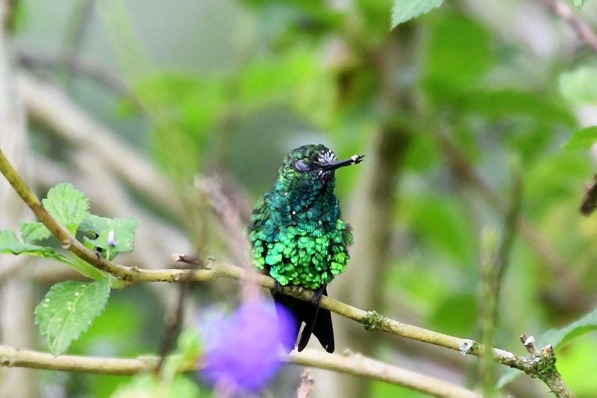 kolibřík blýskavý - ML147716921
