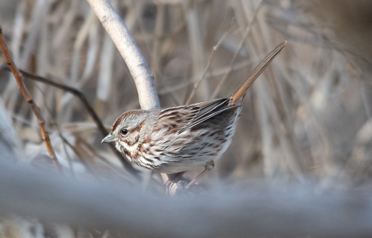 Song Sparrow - Frank King