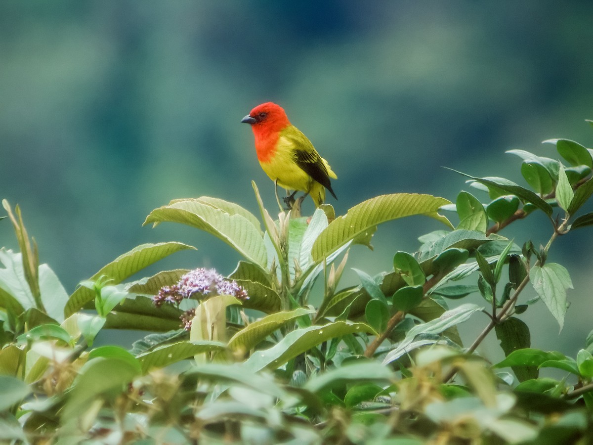 Red-hooded Tanager - Nick Athanas
