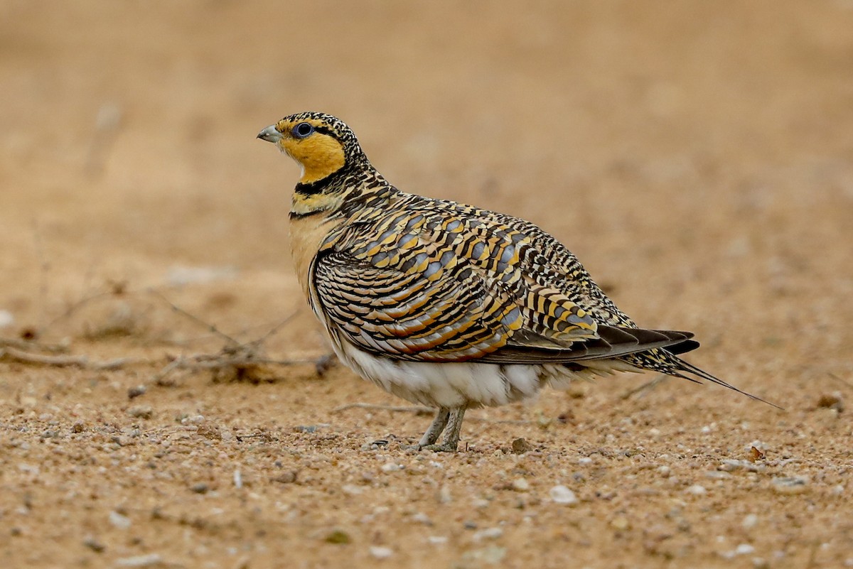 ML147718631 Pin-tailed Sandgrouse Macaulay Library