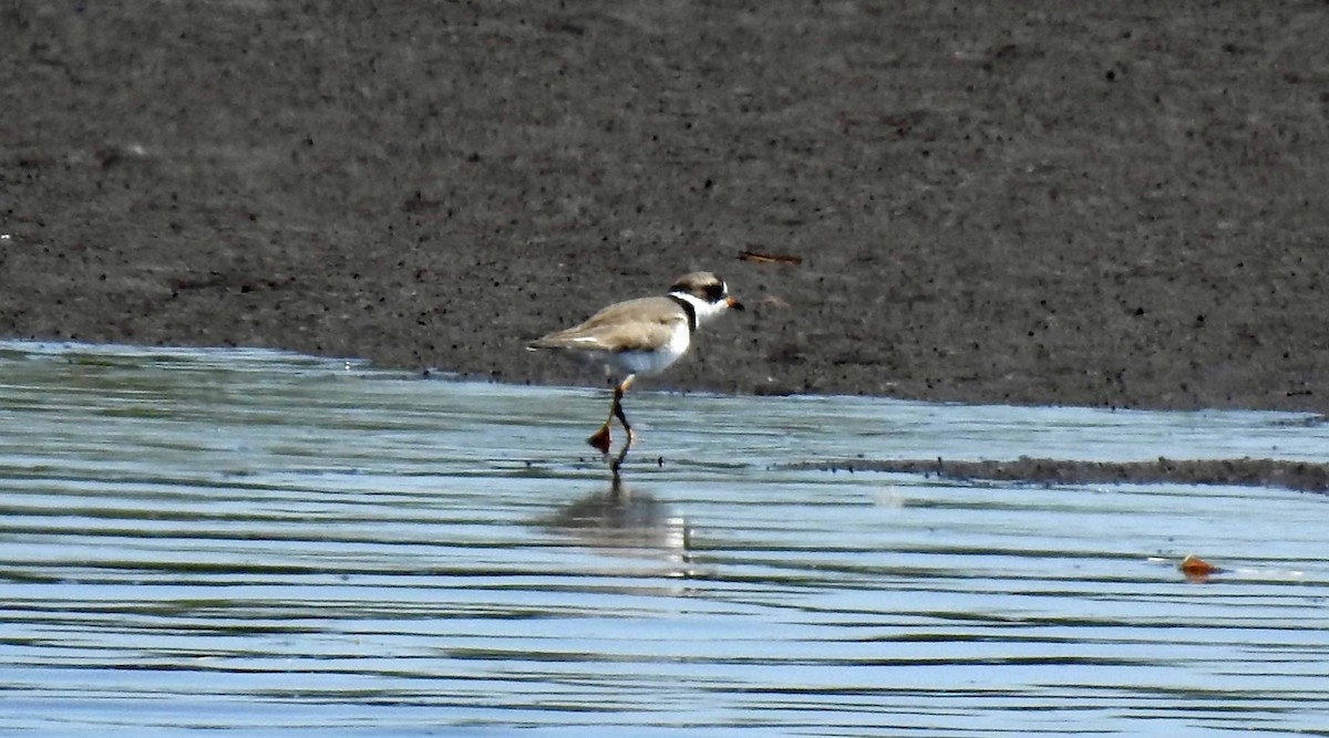 Semipalmated Plover - ML147718911