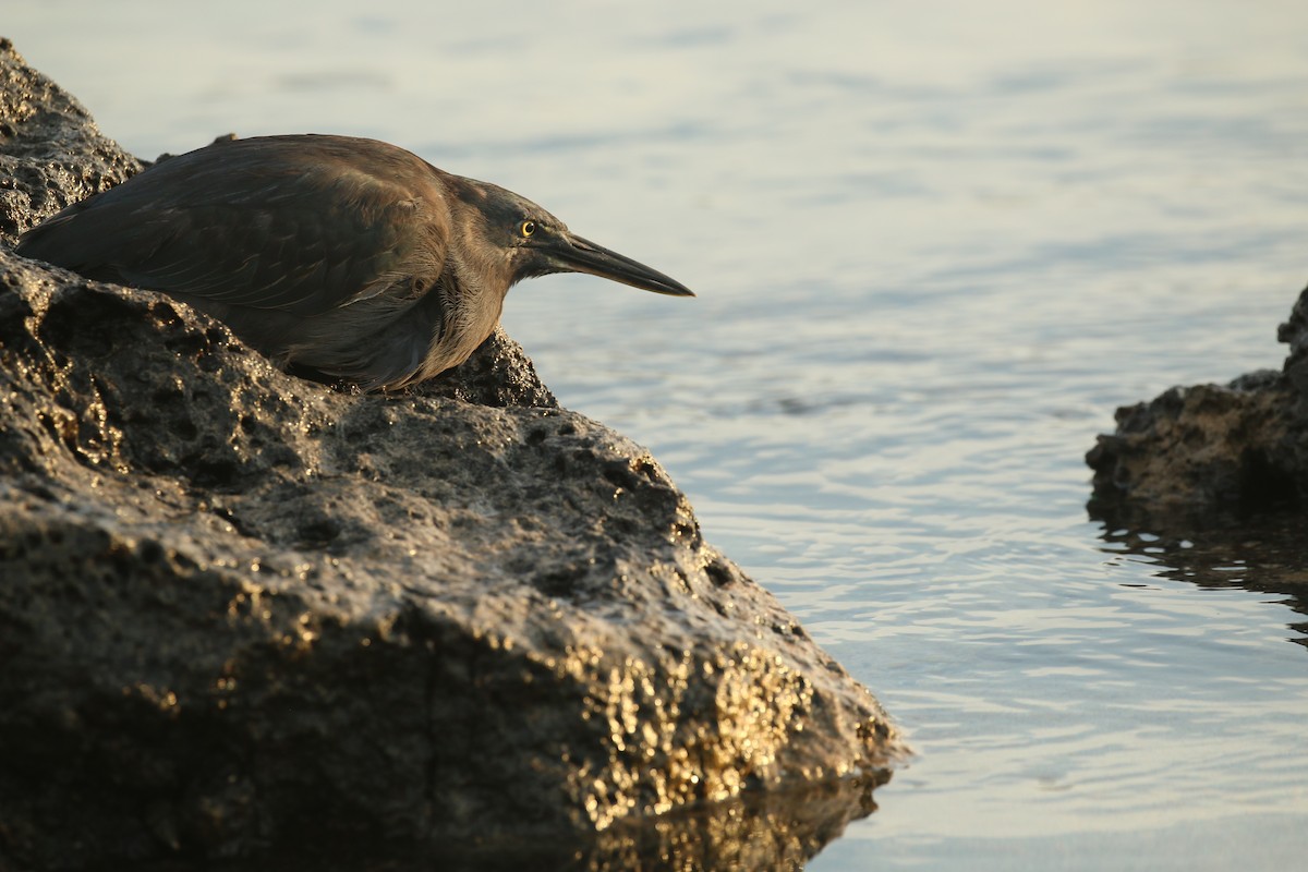 Striated Heron (Galapagos) - ML147719681