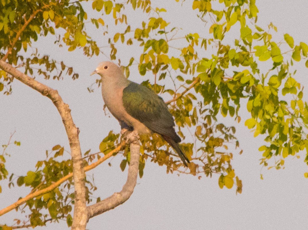 Green Imperial-Pigeon - dhanapal kondasamy