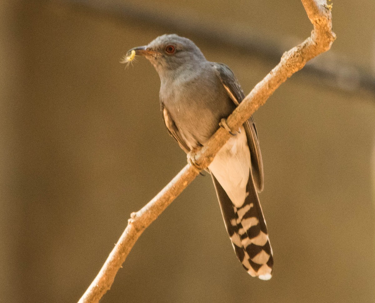 Gray-bellied Cuckoo - dhanapal kondasamy