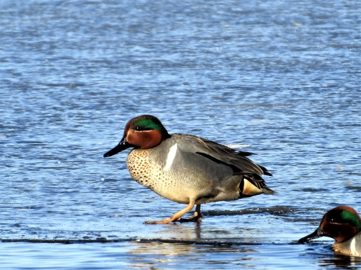 Green-winged Teal - ML147722311