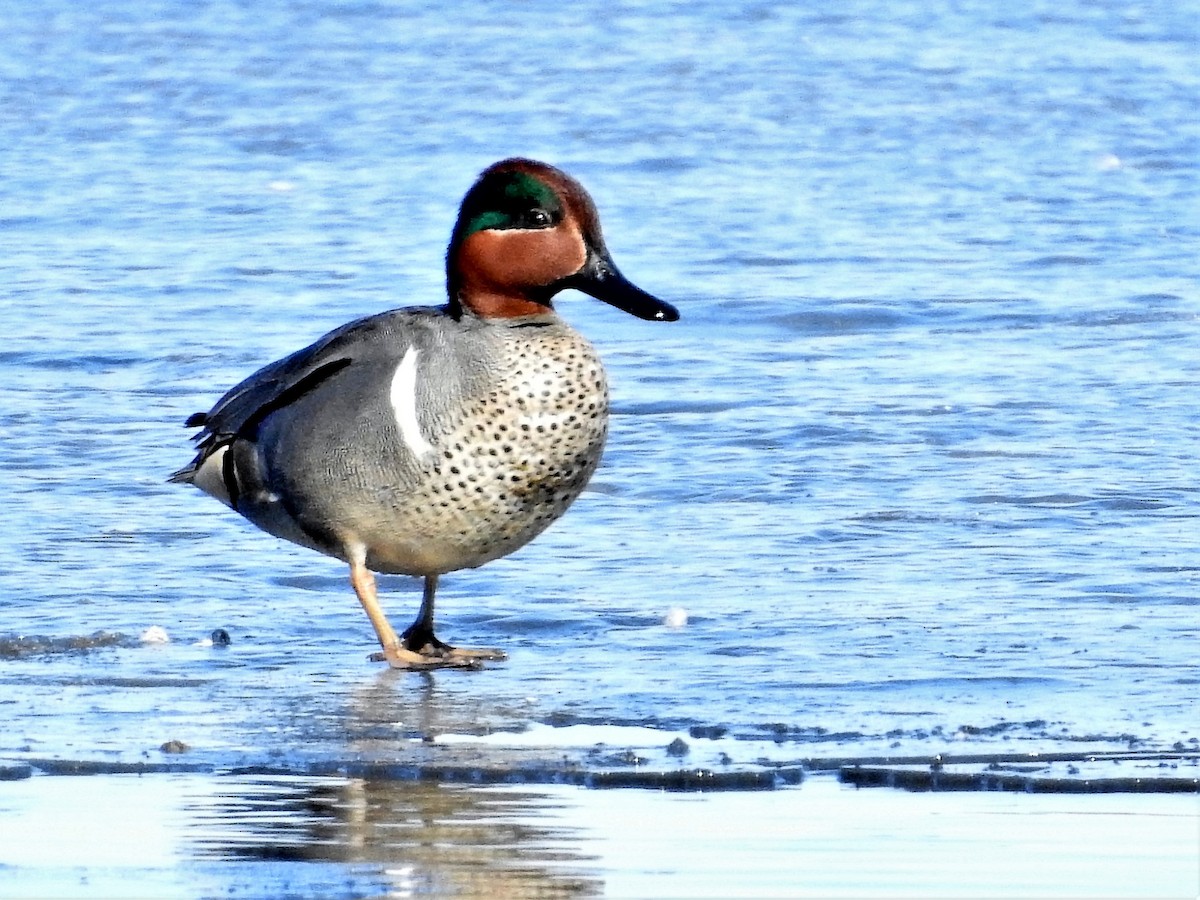 Green-winged Teal - ML147722381