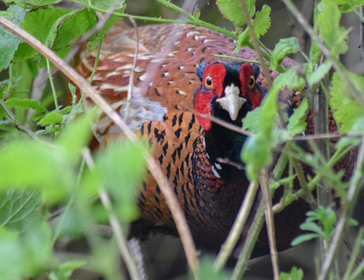 Ring-necked Pheasant - Bethan Clyne