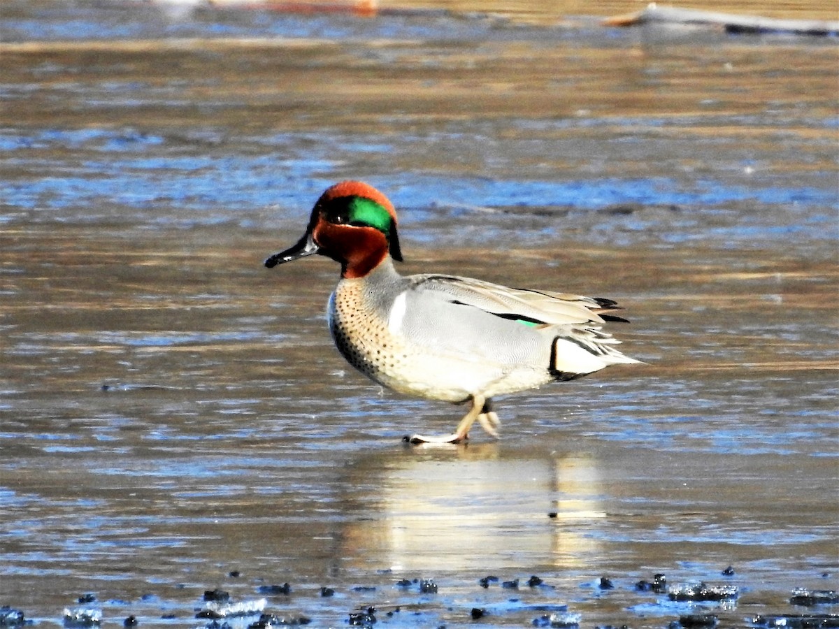 Green-winged Teal - ML147722421