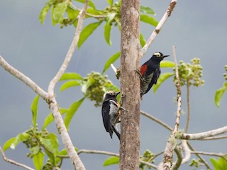 นกเต็มวัยและนกเด็ก - Biron Toro - ML147724361