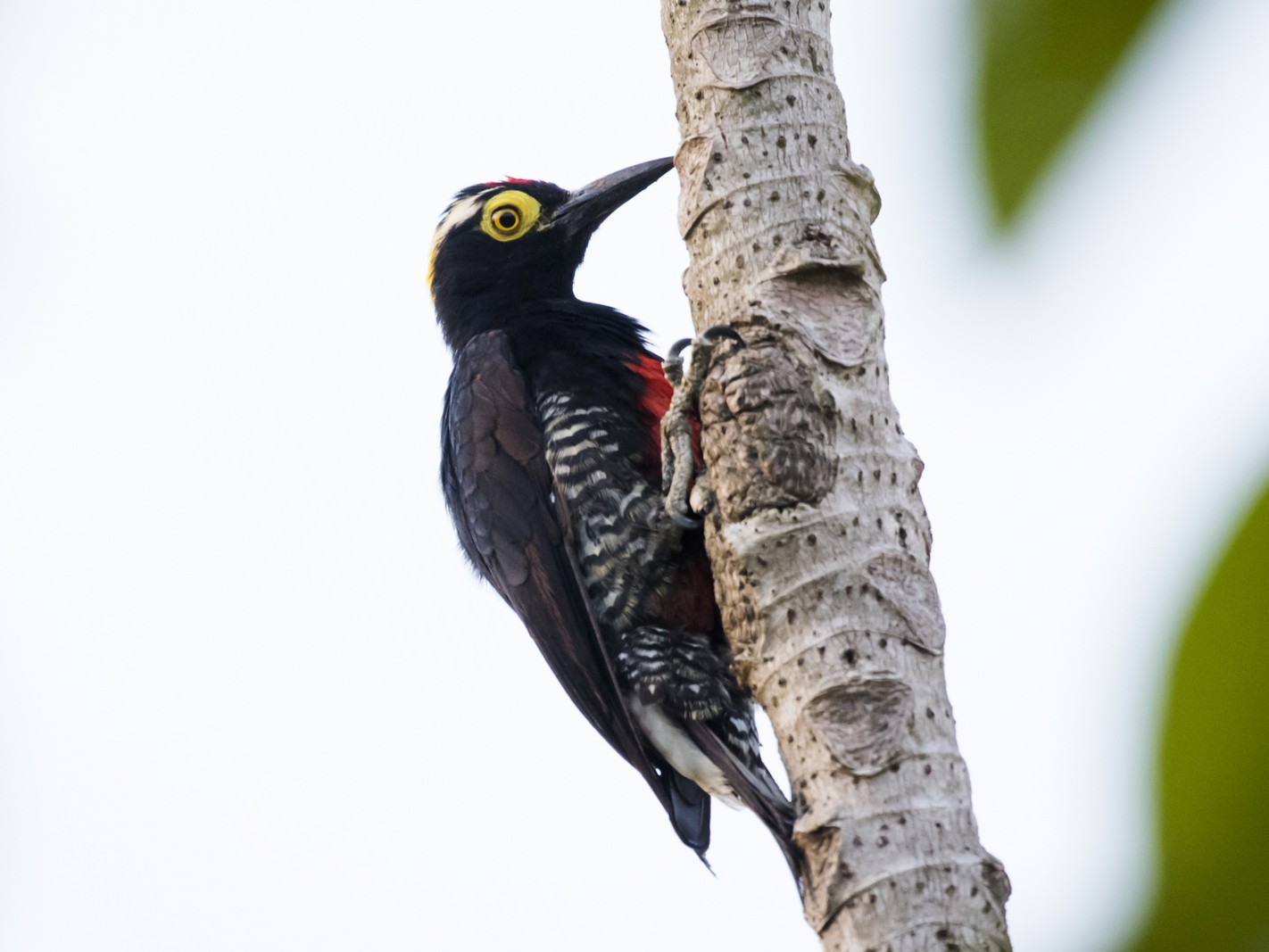 Yellowtufted Woodpecker eBird