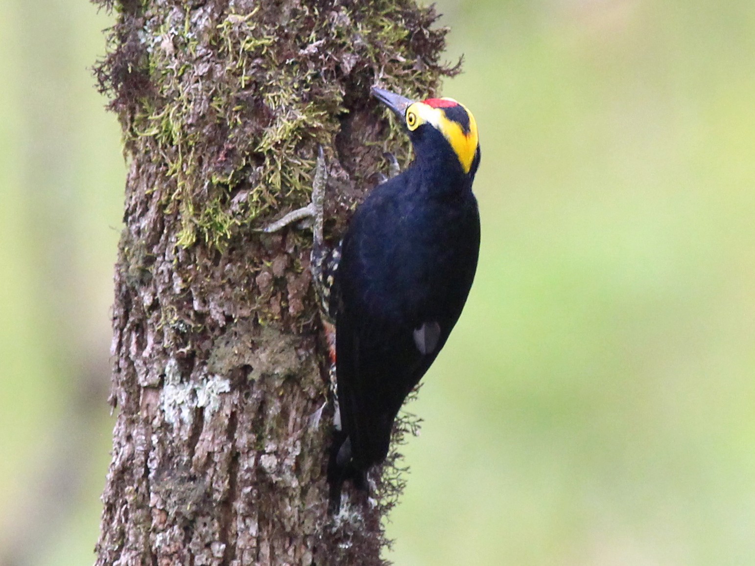 Yellowtufted Woodpecker eBird