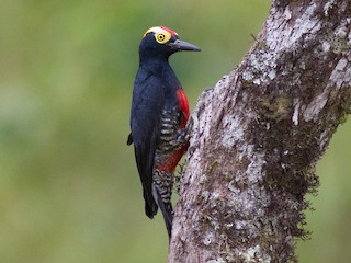  - Yellow-tufted Woodpecker