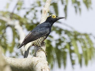 นกเพศเมียเต็มวัย - Jesenia Castillo - ML147724411