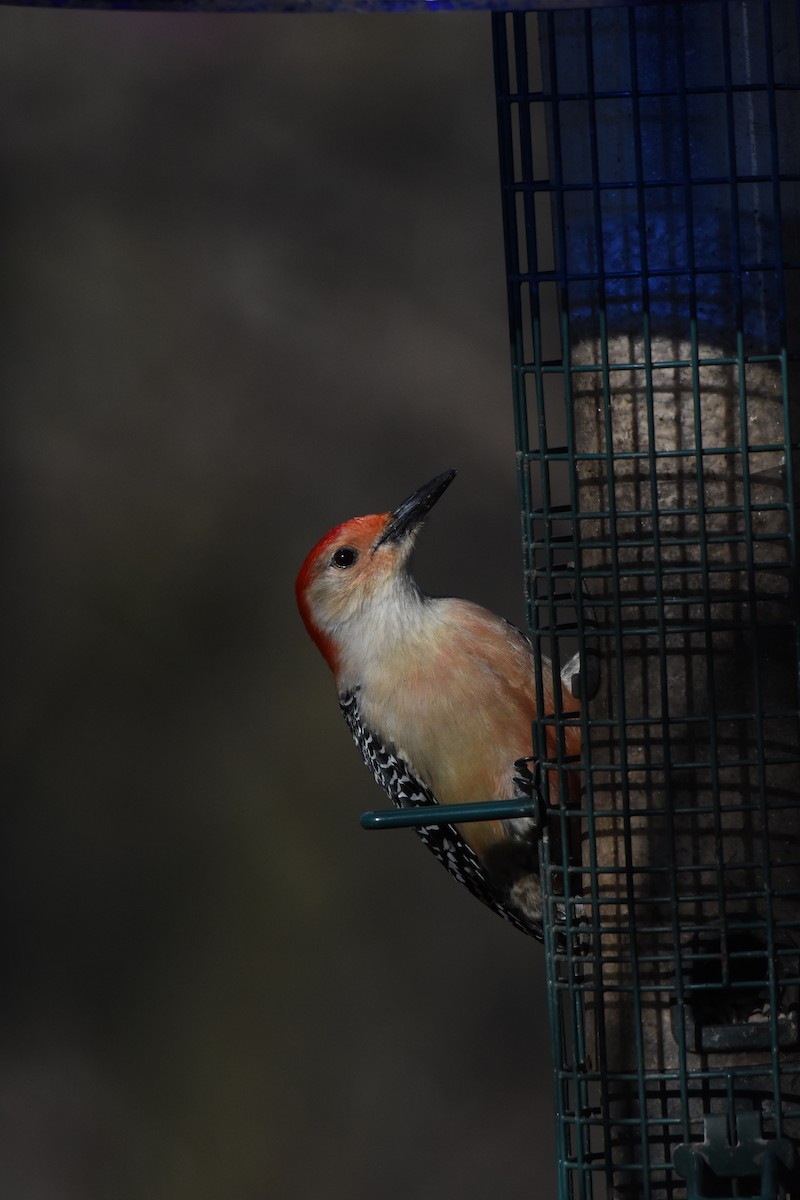 Red-bellied Woodpecker - Patty Masten