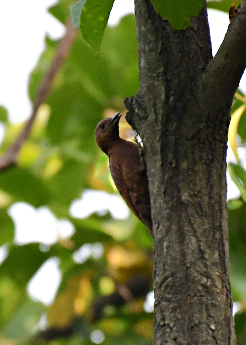 Rufous Woodpecker - Souvik Roychoudhury