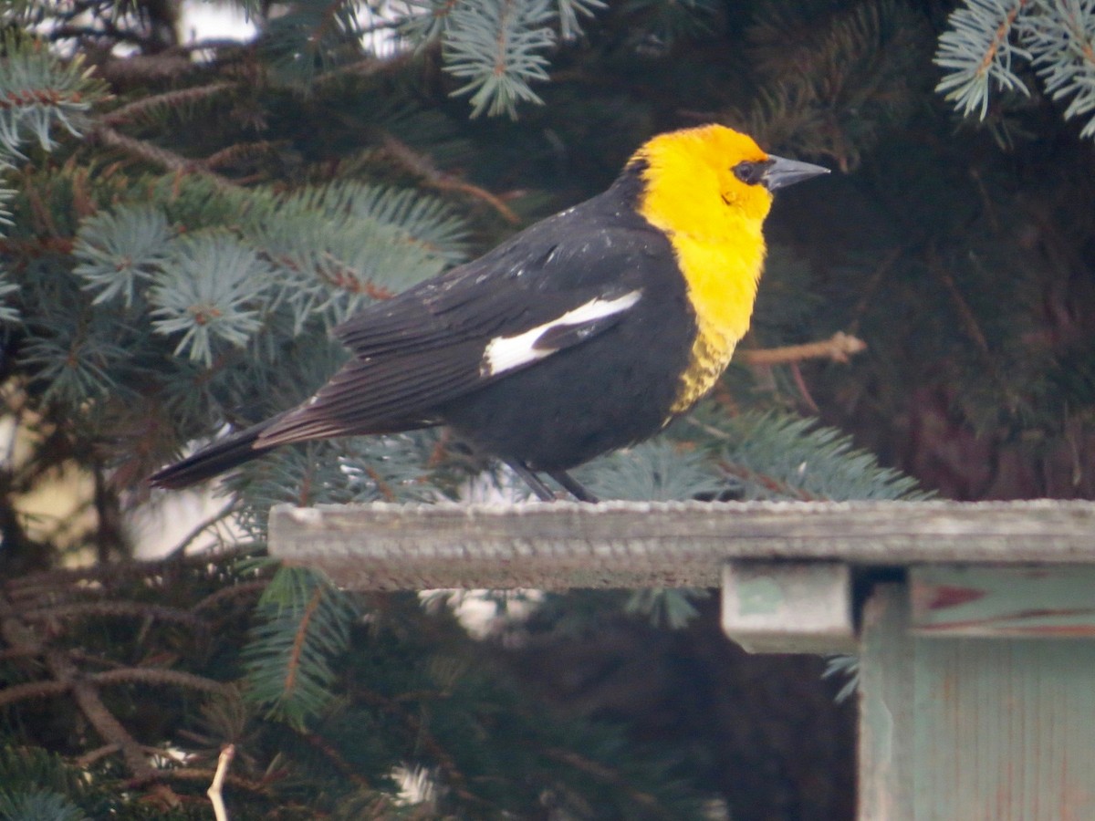 Yellow-headed Blackbird - ML147726271