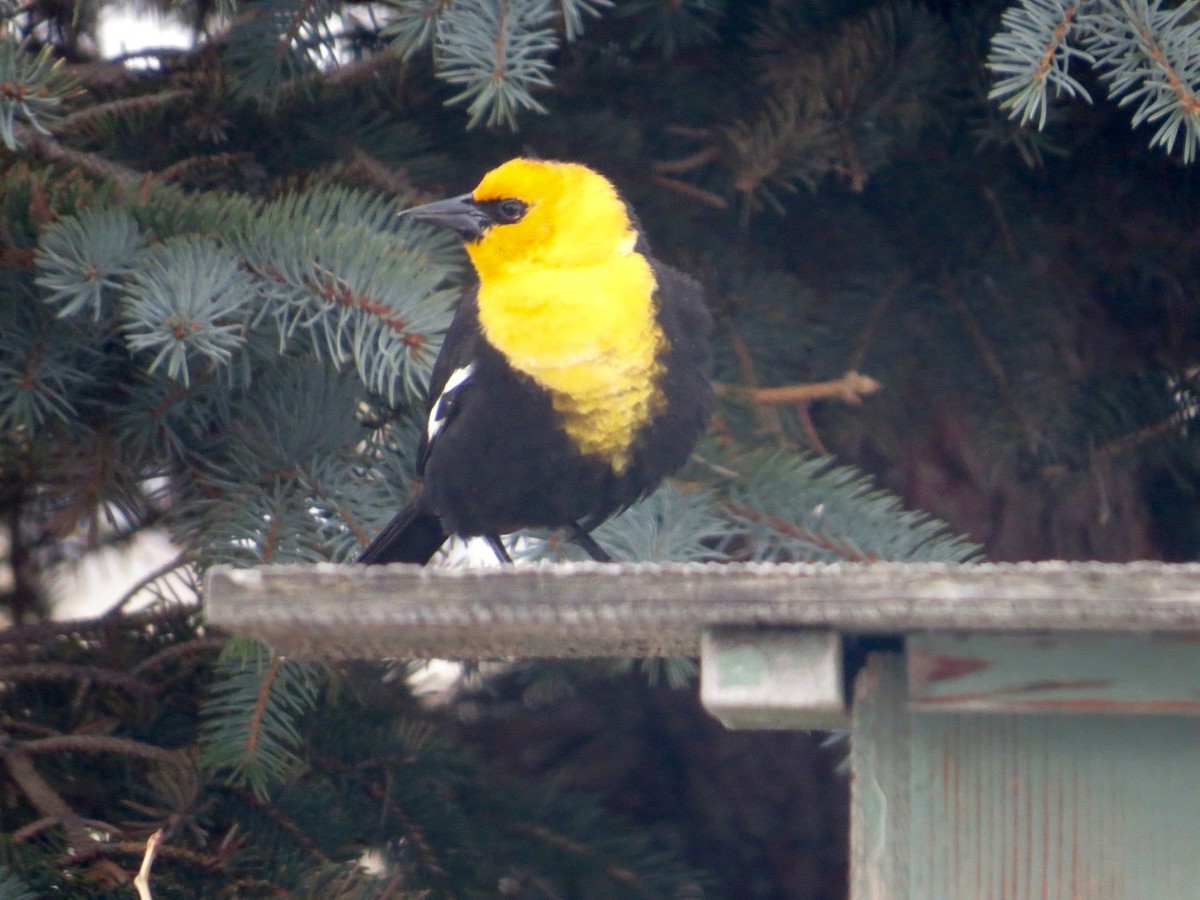 Yellow-headed Blackbird - Mitch Hurt
