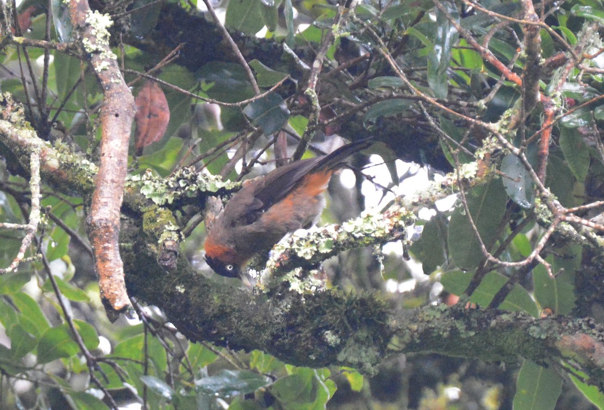 Red-collared Mountain-Babbler - ML147727341