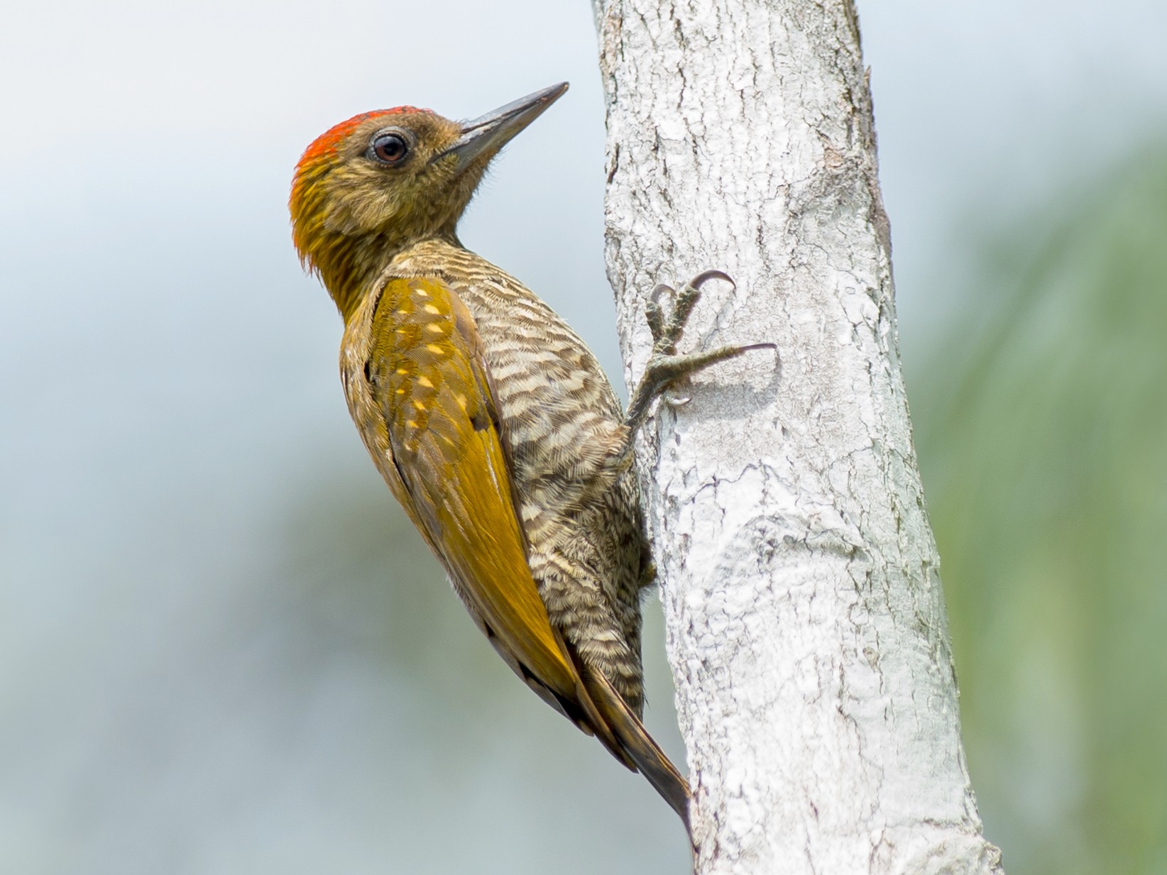 Red-stained Woodpecker - Joao Quental JQuental