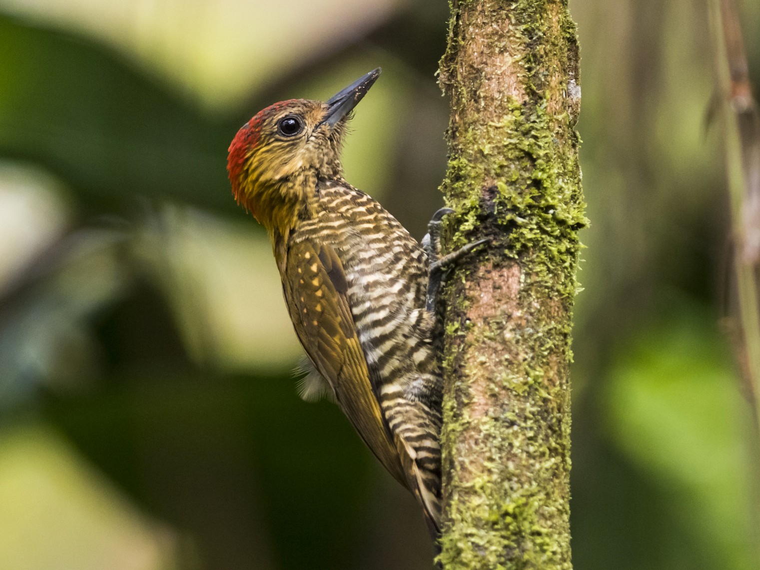 Red-stained Woodpecker - Claudia Brasileiro