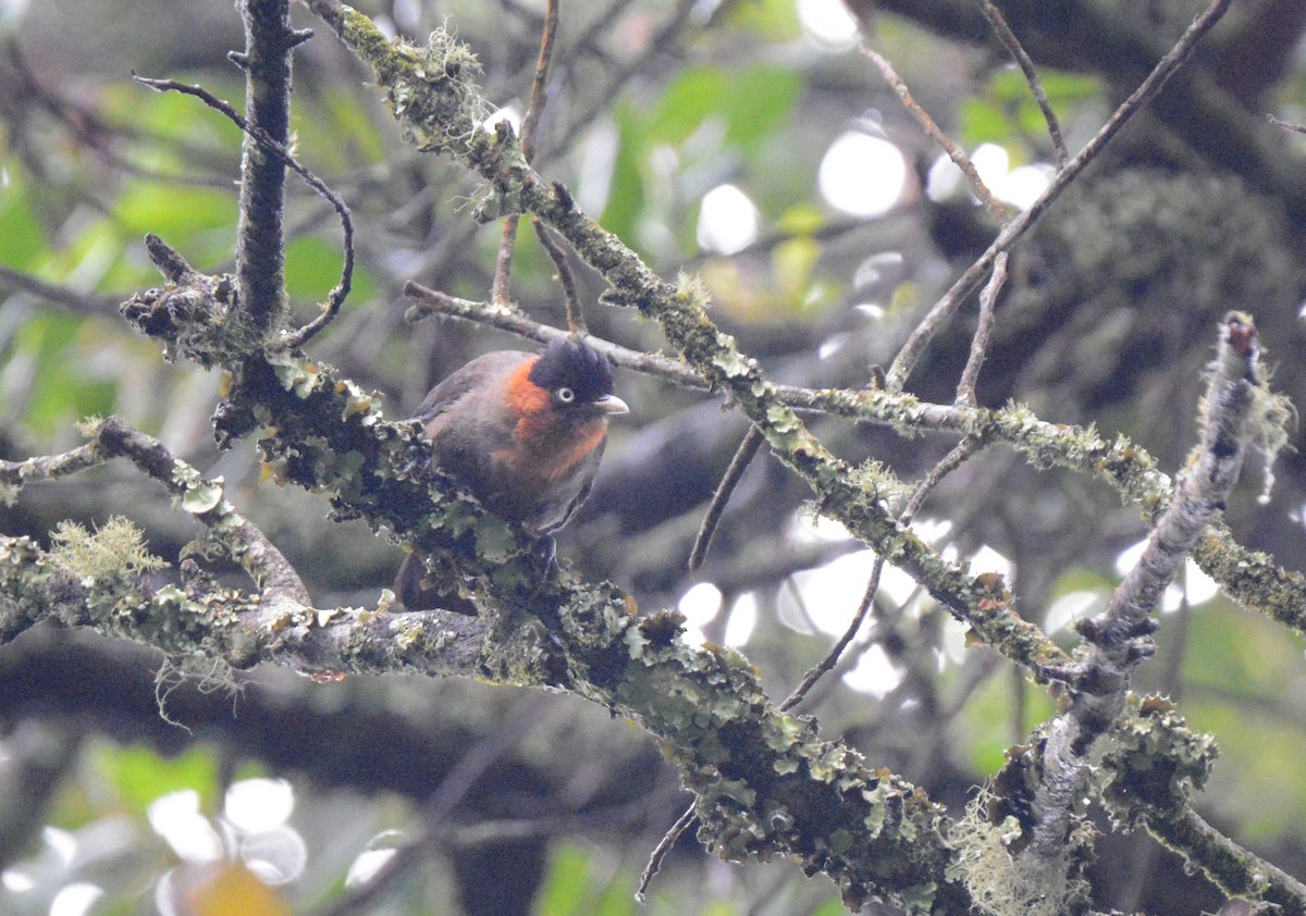 Red-collared Mountain-Babbler - ML147728981