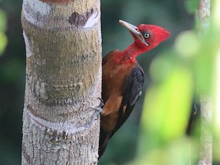  - Red-necked Woodpecker