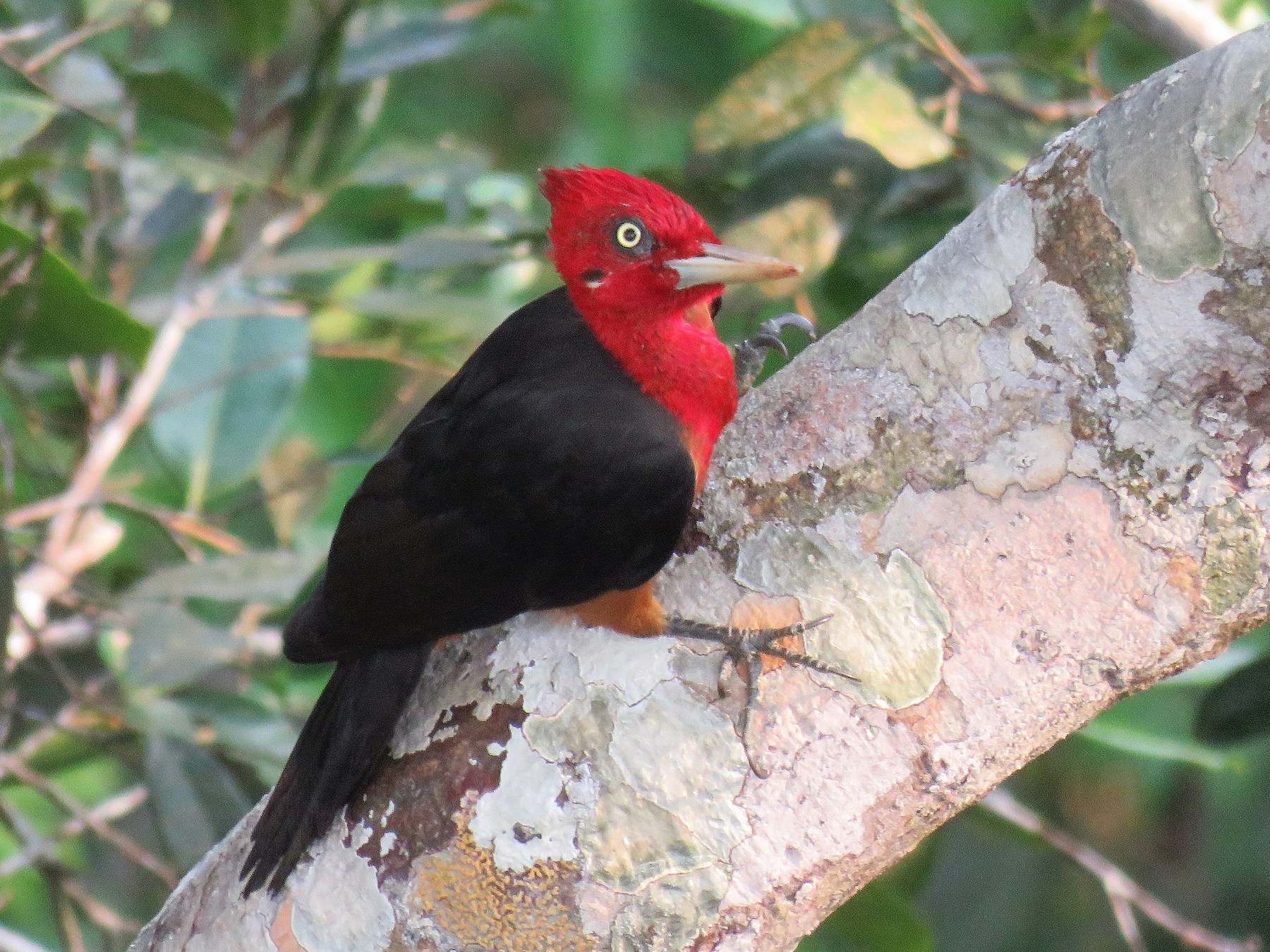 Red-necked Woodpecker - Örjan Sjögren