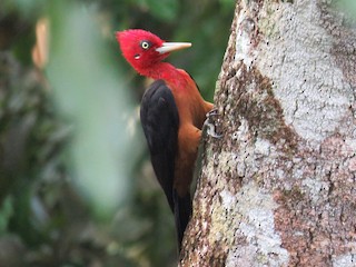  - Red-necked Woodpecker