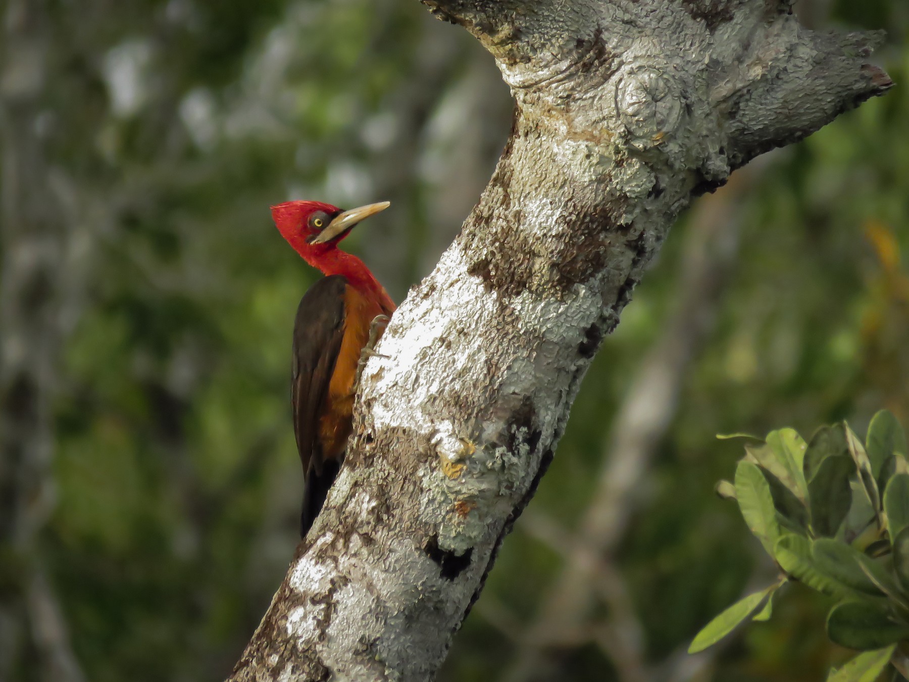 Red-necked Woodpecker - Arthur Gomes