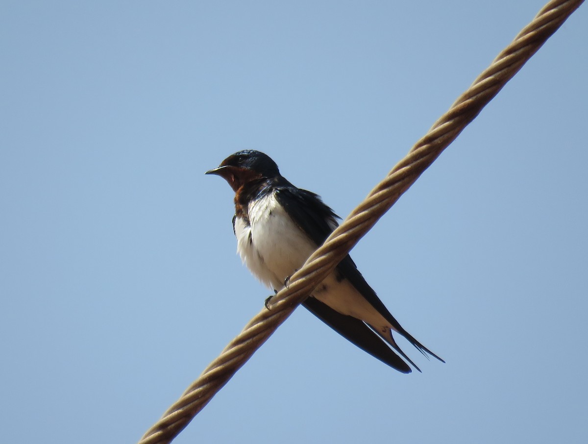 Red-chested Swallow - ML147729231