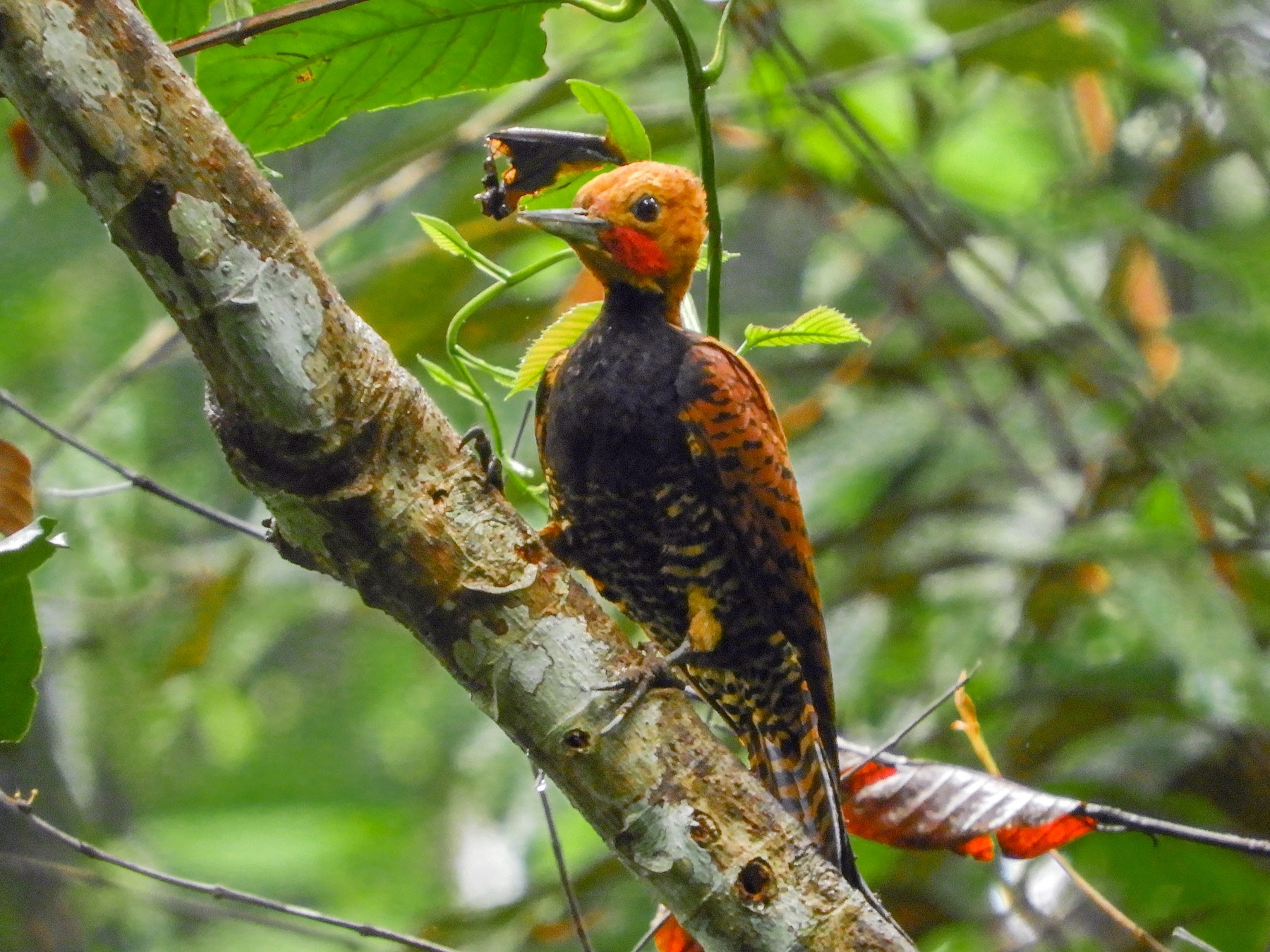 Ringed Woodpecker - Jorge Muñoz García   CAQUETA BIRDING