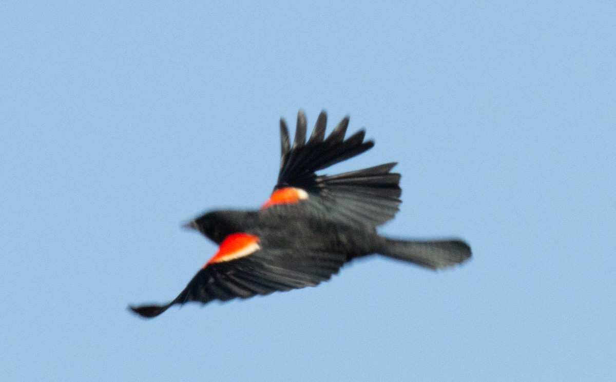 Red-winged Blackbird - Robert Foster
