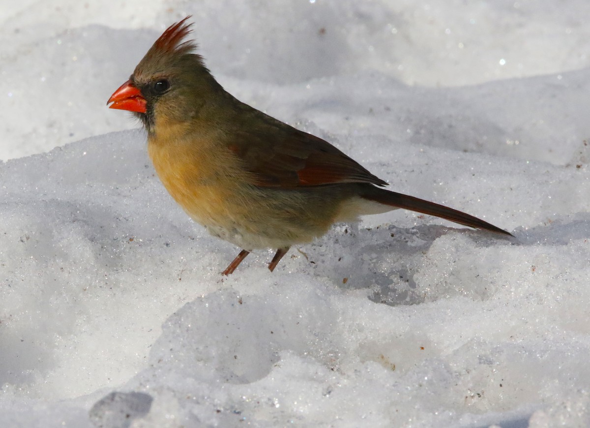 Northern Cardinal - Brian Tychie