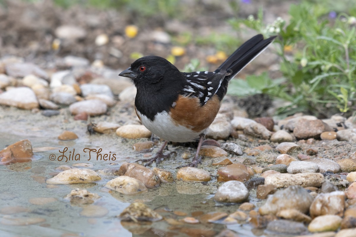 Spotted Towhee - Lila Theis